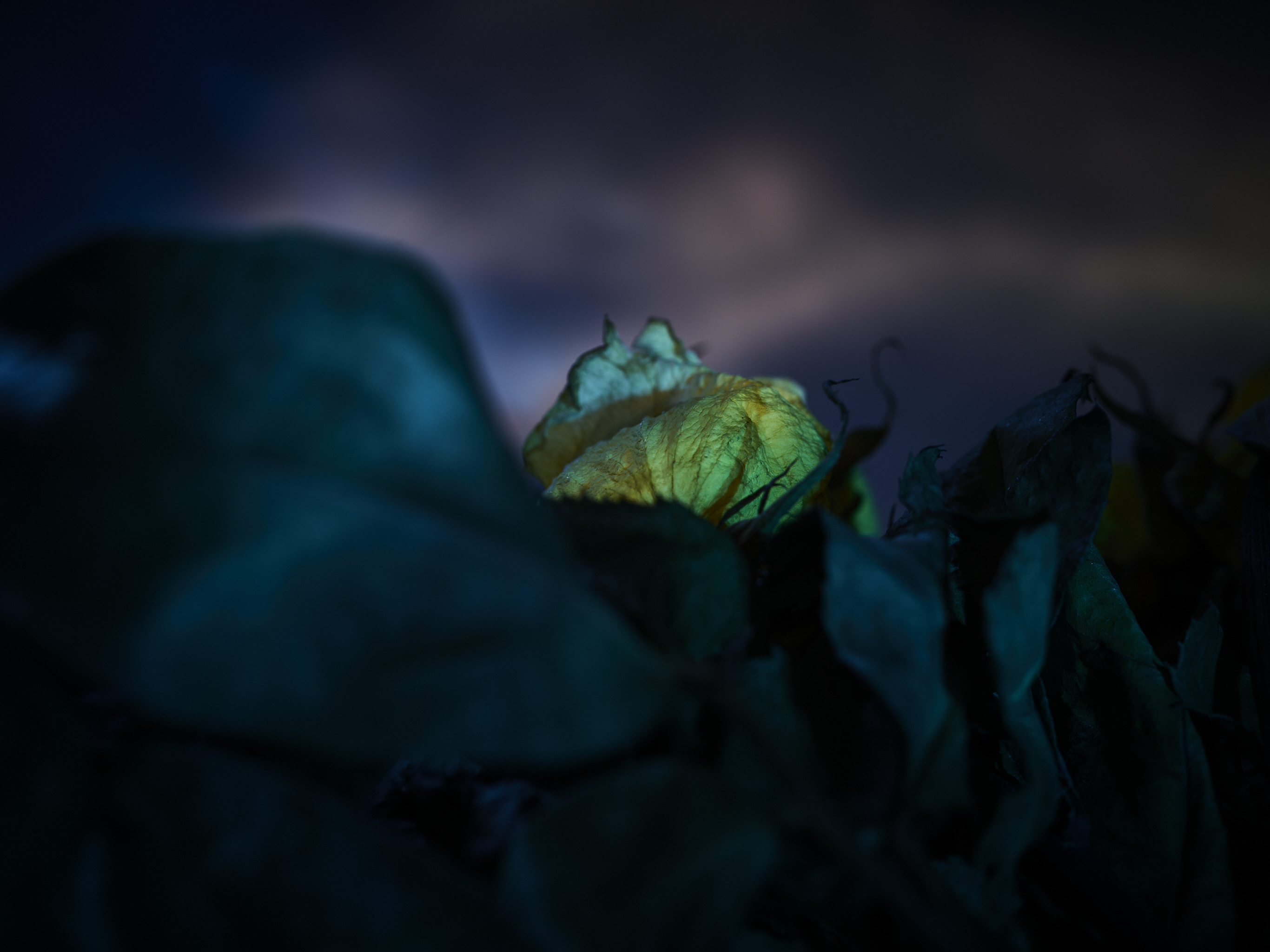 DEAD_FLOWERS_0988