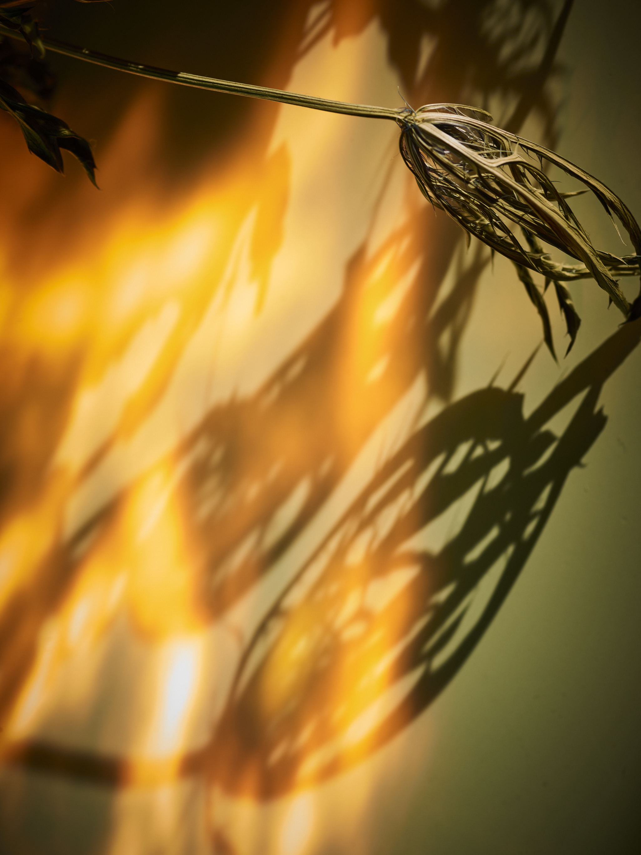 DEAD_FLOWERS_1256