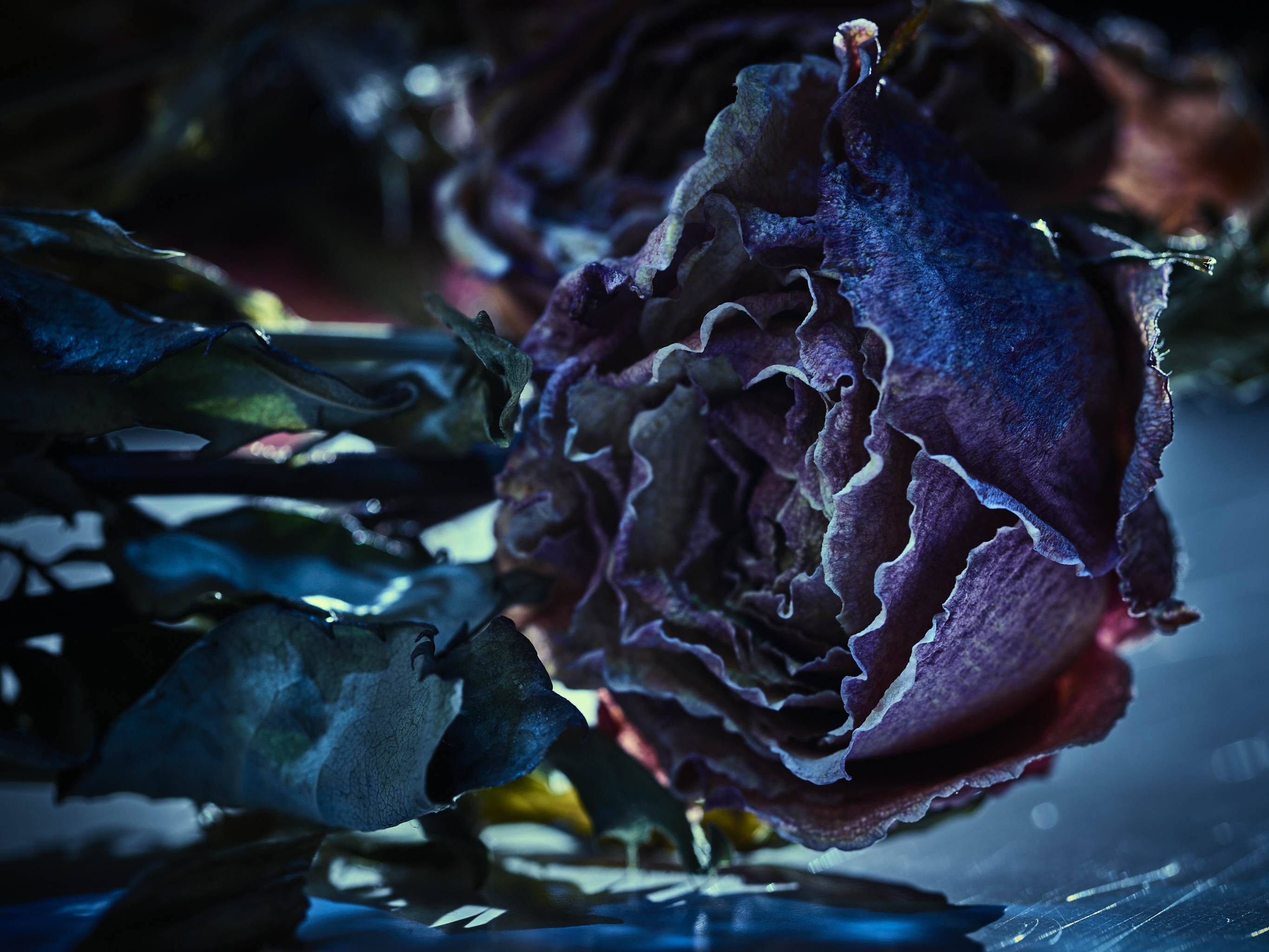 DEAD_FLOWERS_1342