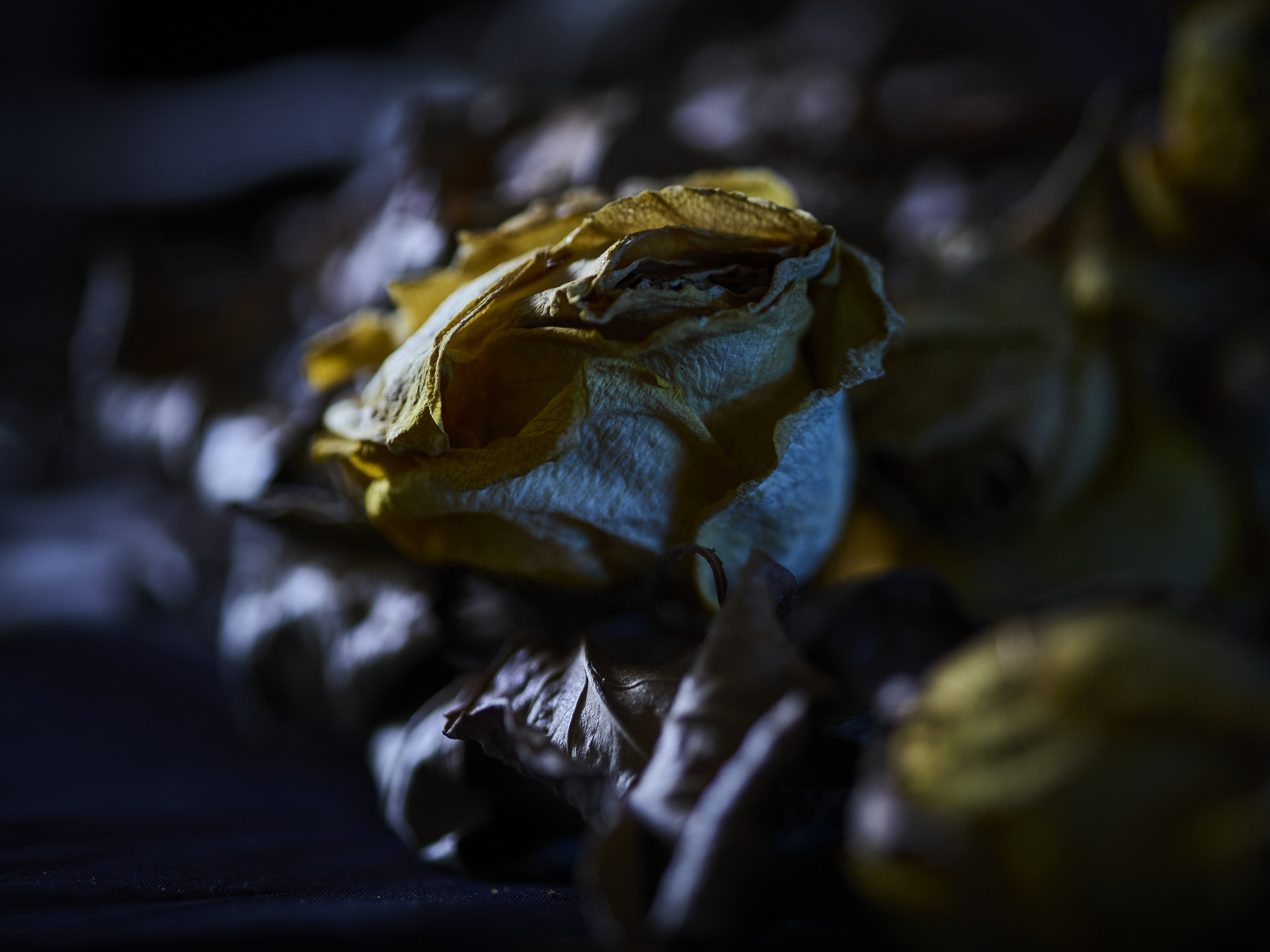 DEAD_FLOWERS_1971
