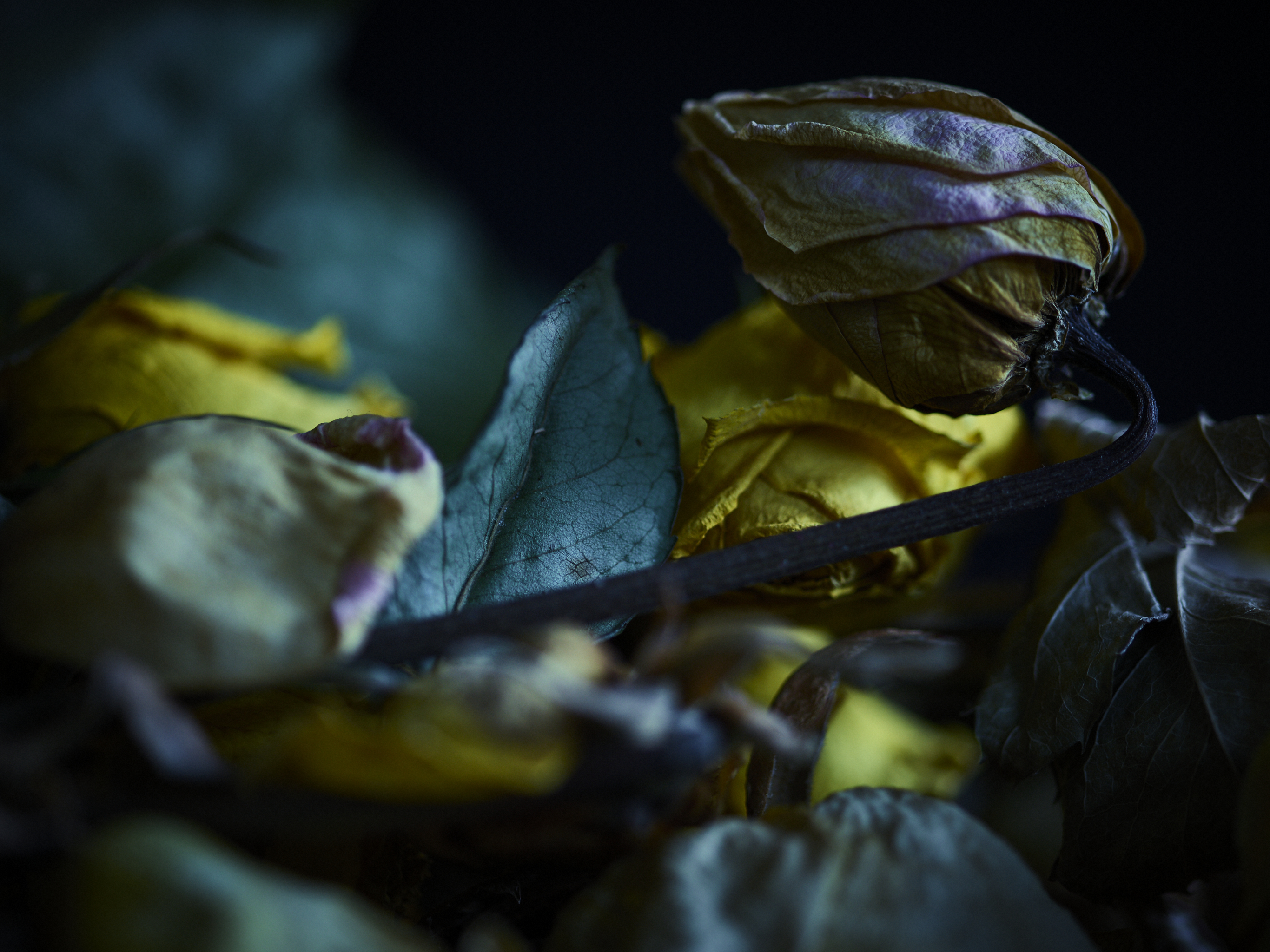 DEAD_FLOWERS_2179