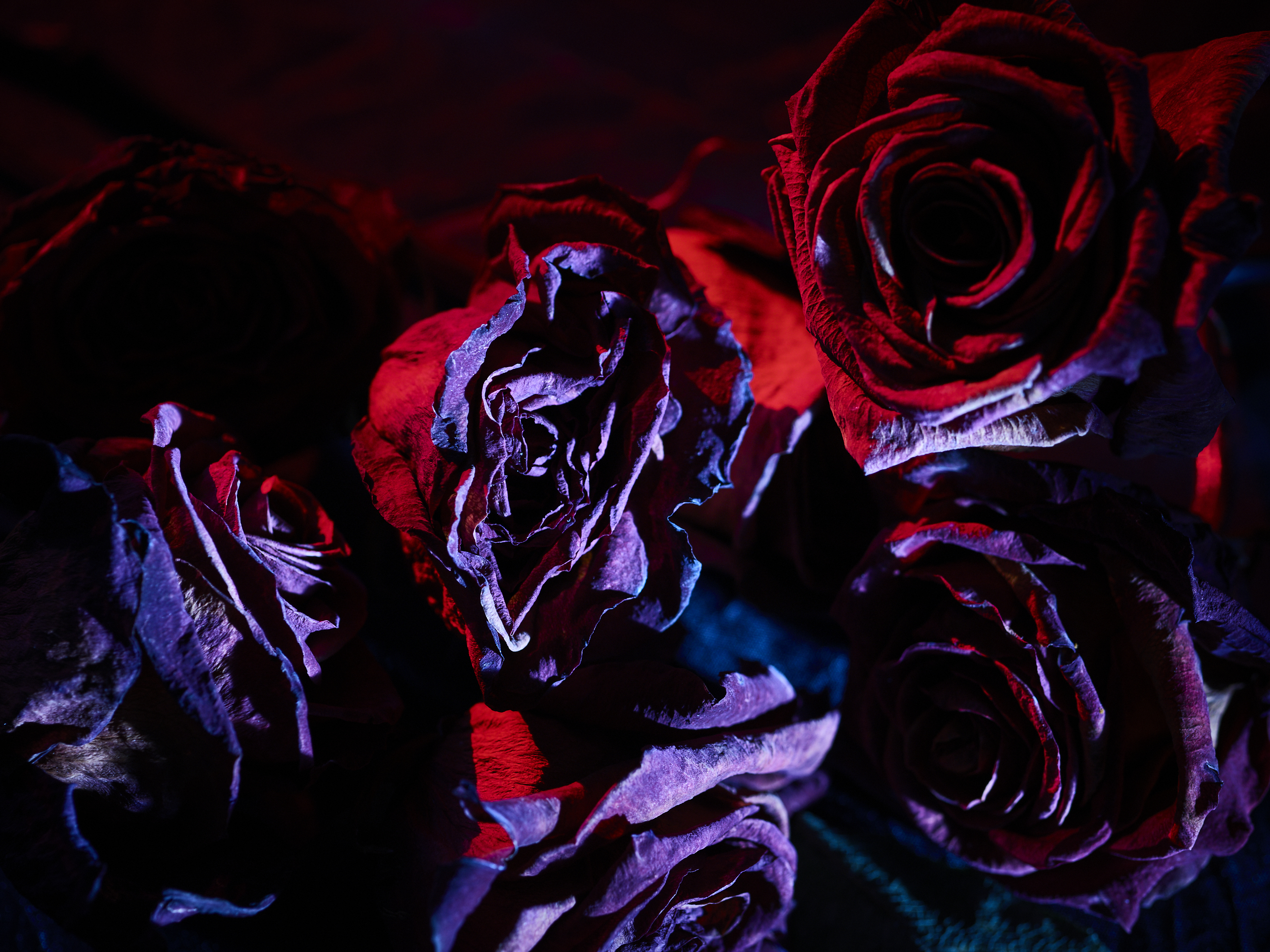 DEAD_FLOWERS_22141