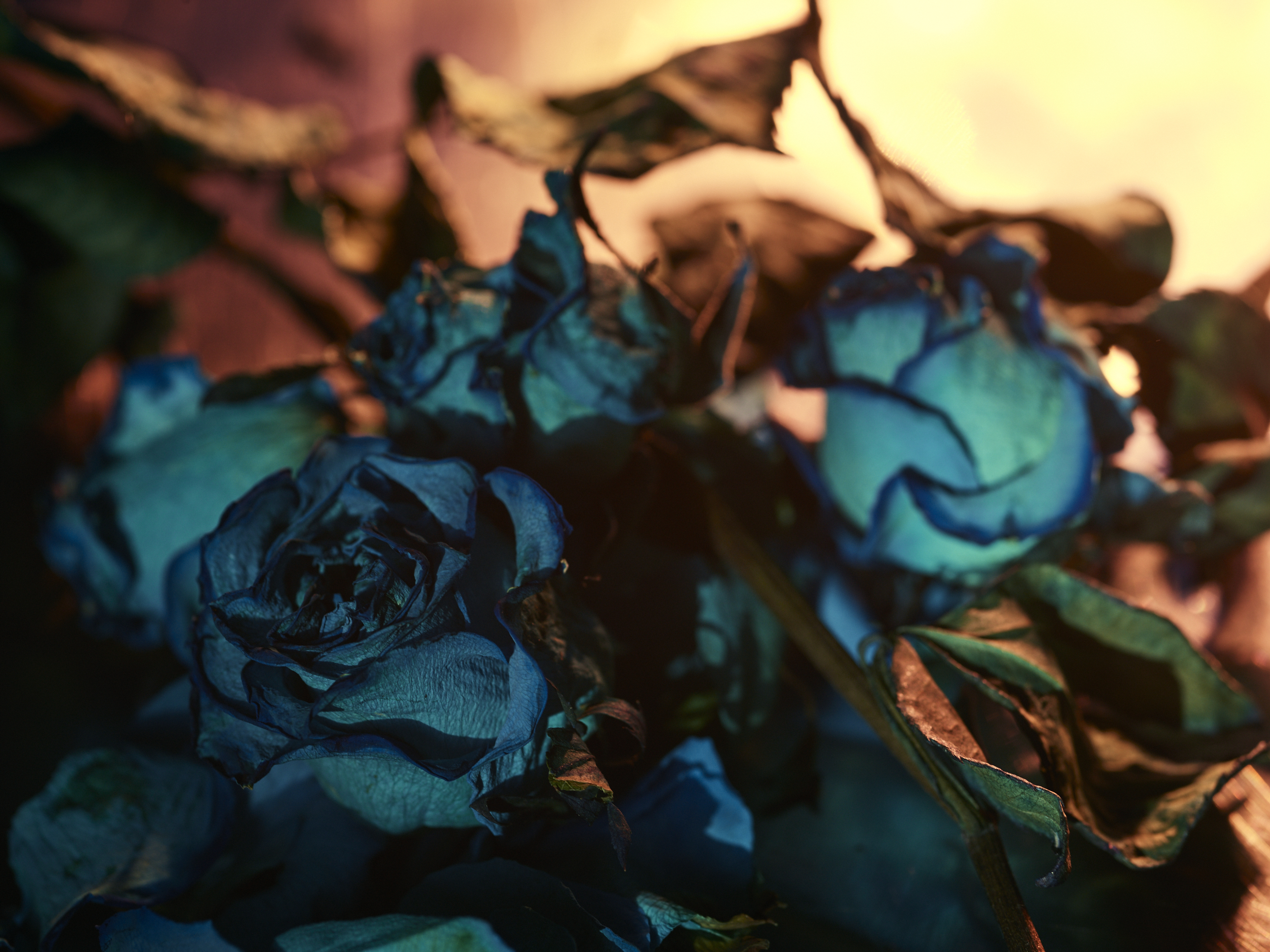 DEAD_FLOWERS_2491