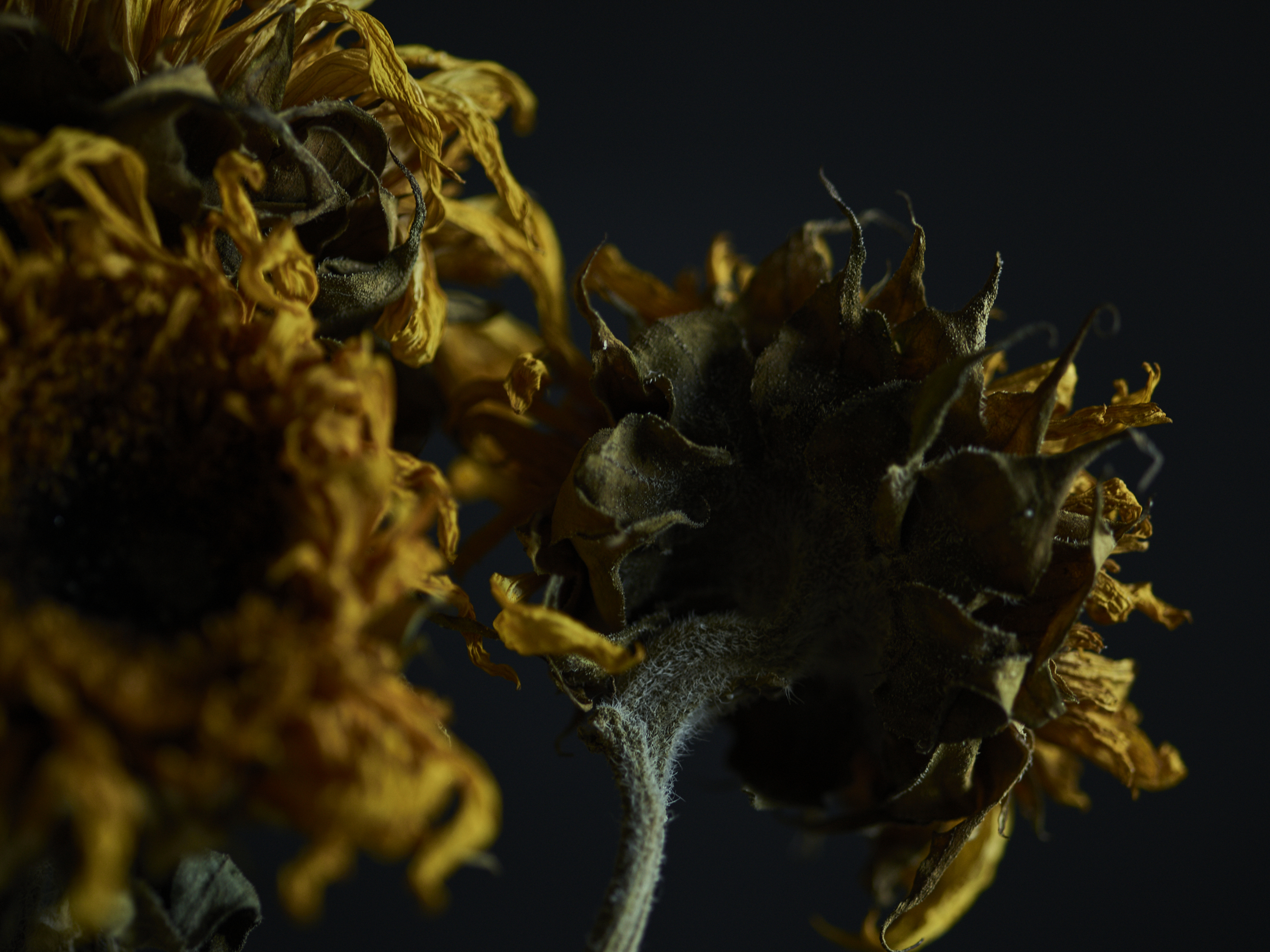DEAD_FLOWERS_2702