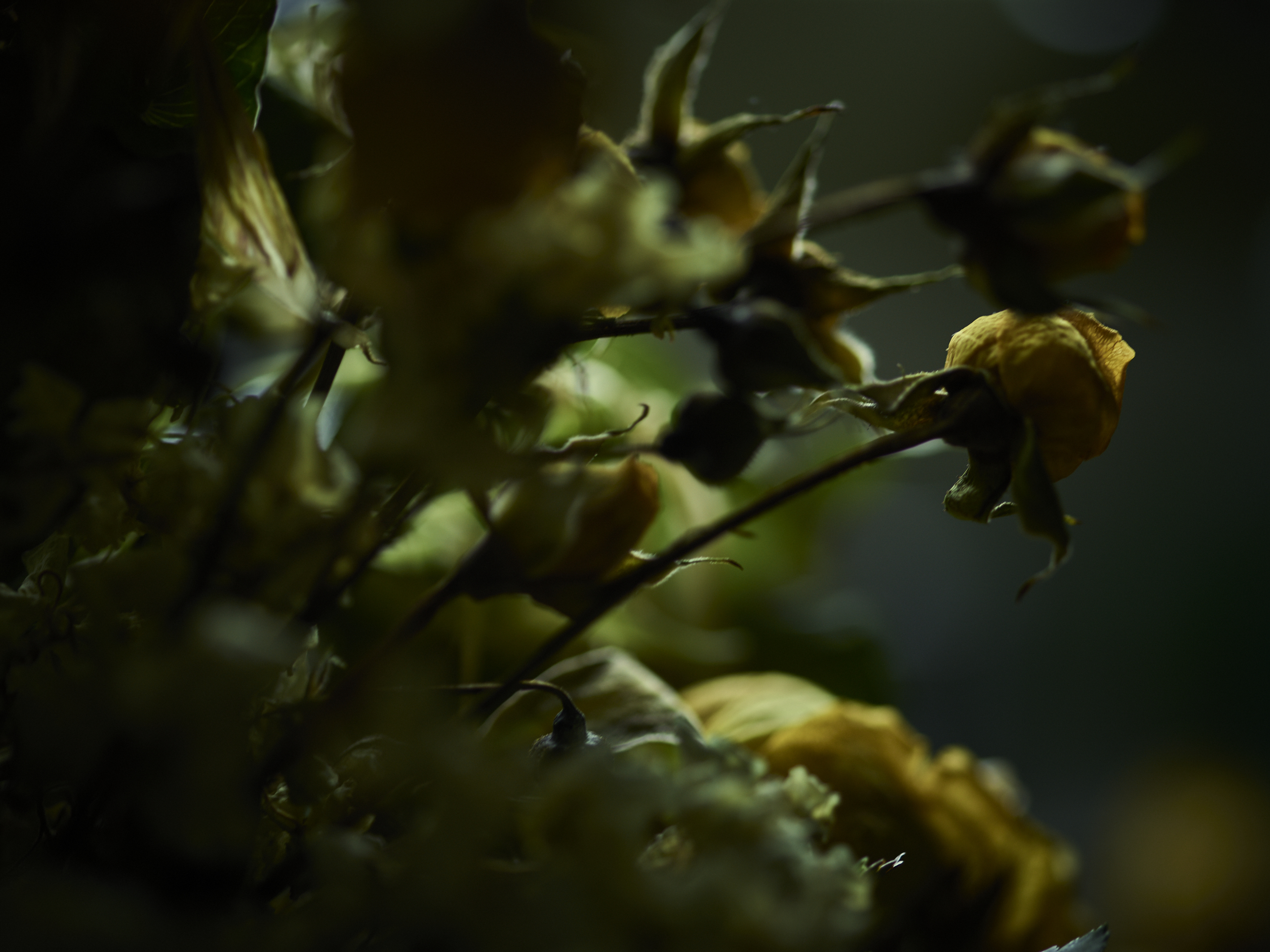DEAD_FLOWERS_2760