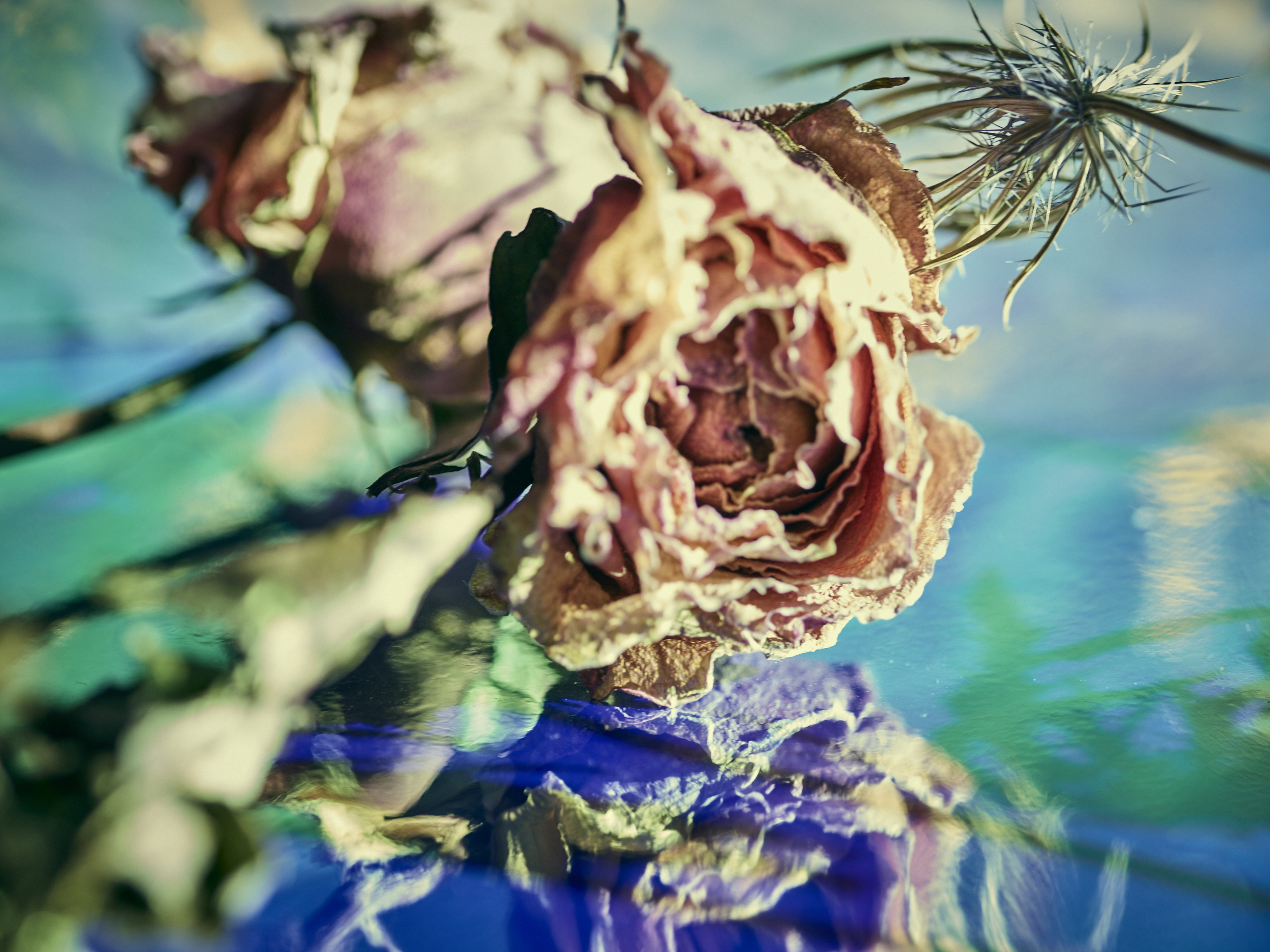 DEAD_FLOWERS_2876