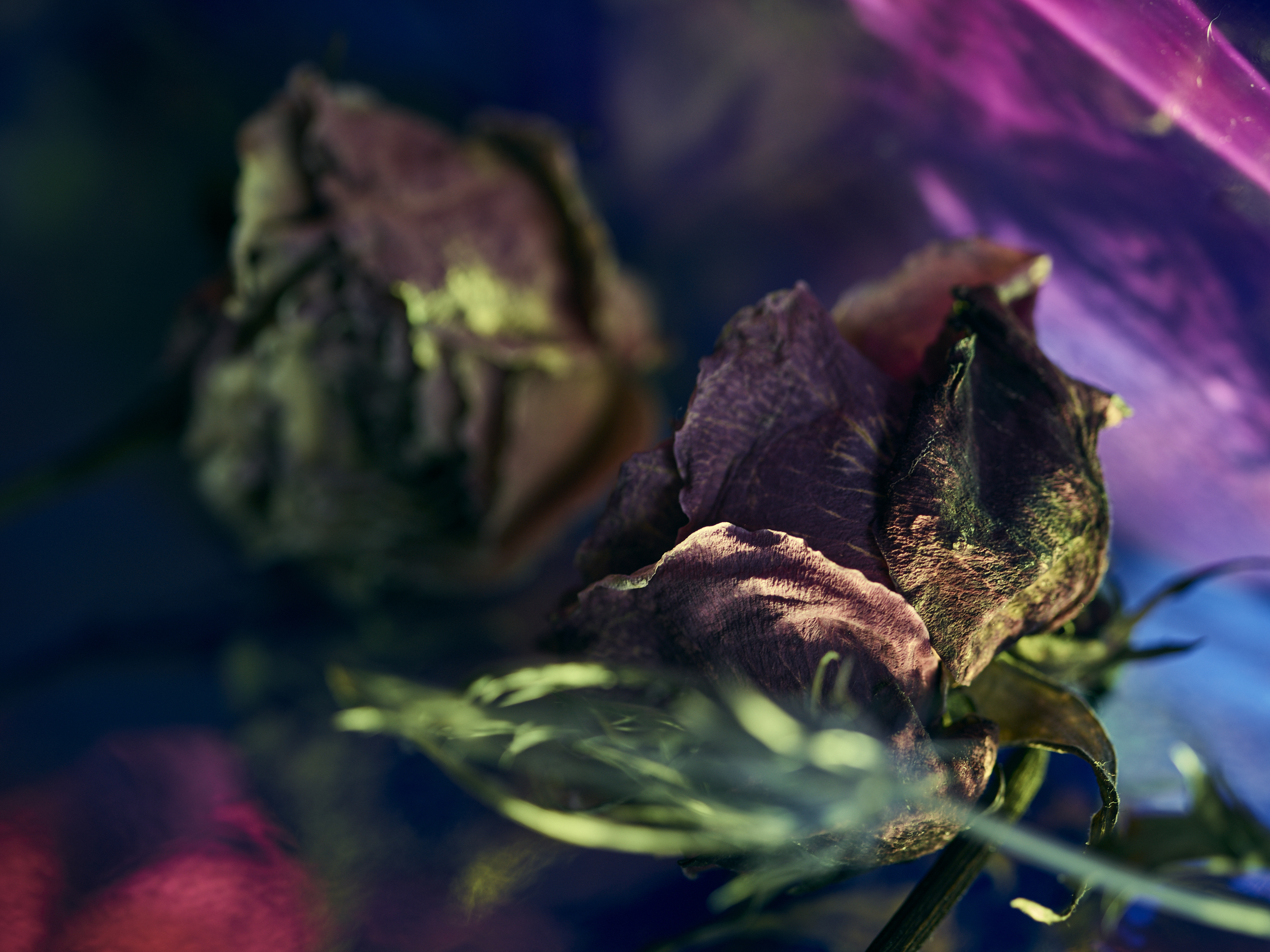 DEAD_FLOWERS_2991