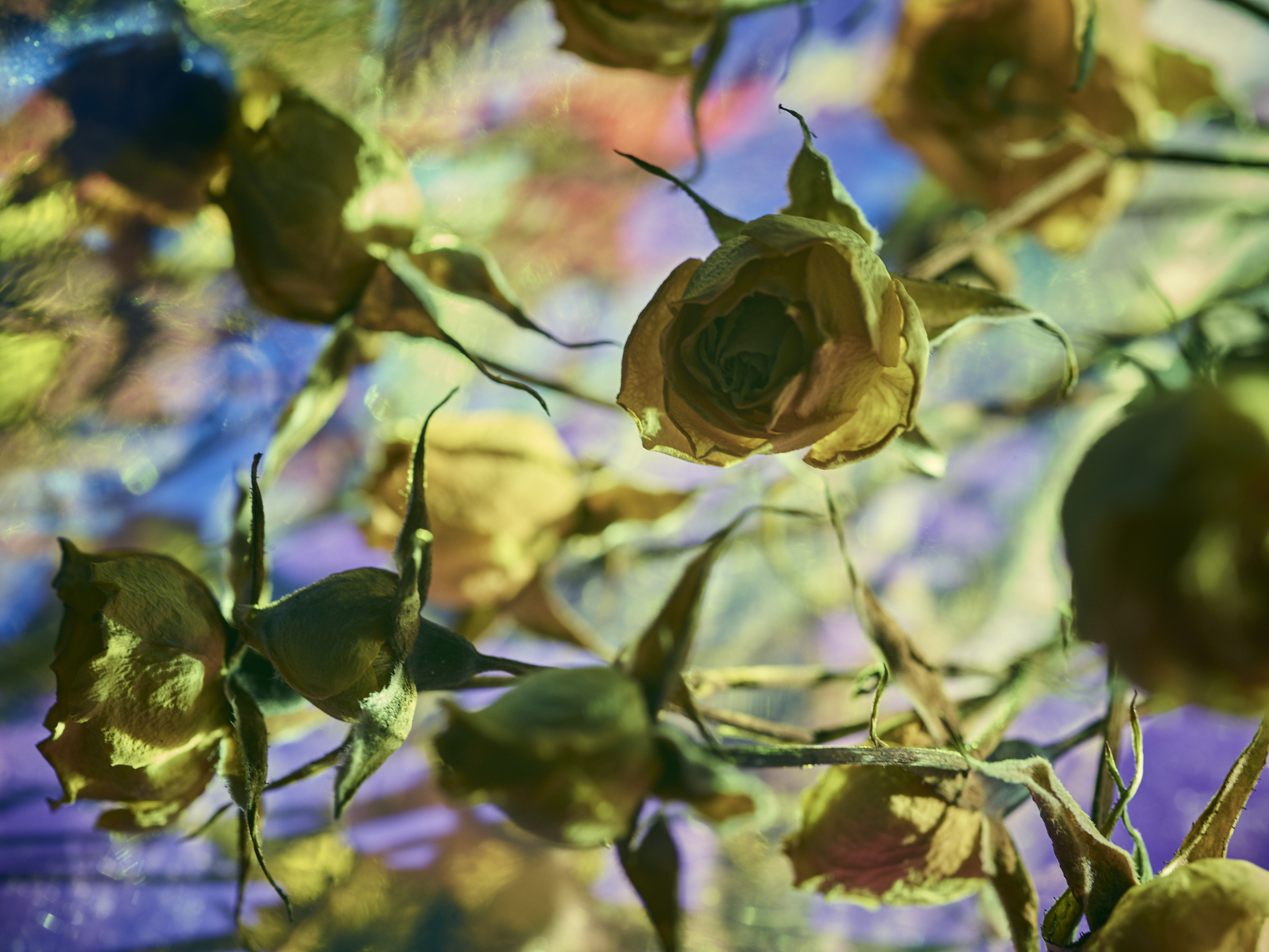 DEAD_FLOWERS_3077