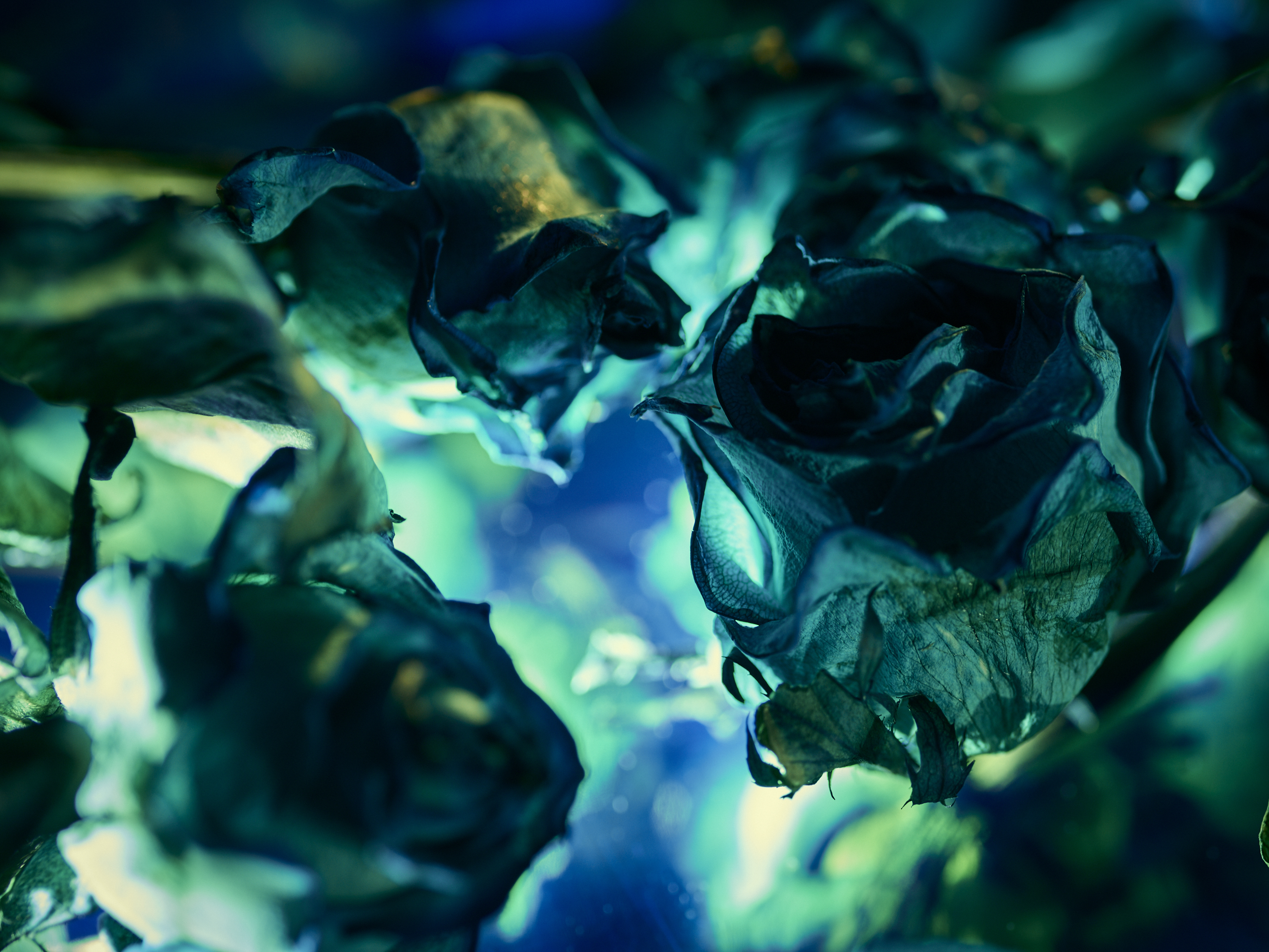 DEAD_FLOWERS_3285