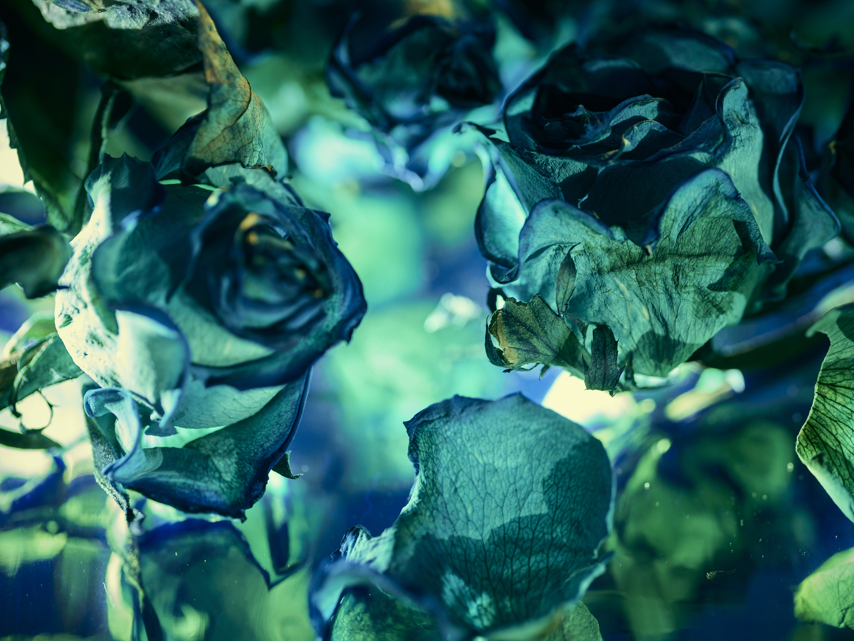 DEAD_FLOWERS_3293